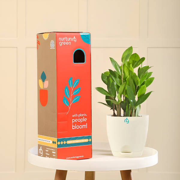 S.S PLANTS　653035 Buy Nurturing Green ZZ Plant in 4-Inch Ivory Self Watering Plastic