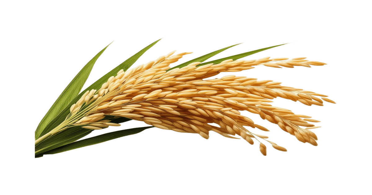 Mon Rice Stalks Buy Rice Plant Stalks ( 3-panicles) Online () At Best Price