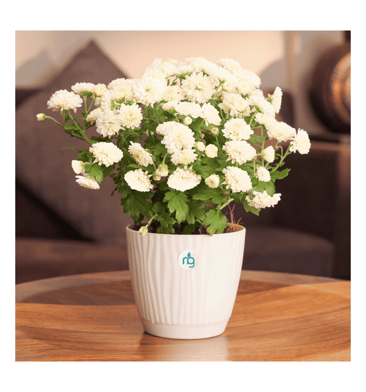 NO 49 Tama@プロフ様Flower end Garden5段White Buy Nurturing Green Chrysanthemum Multiflora White Flowering Plant