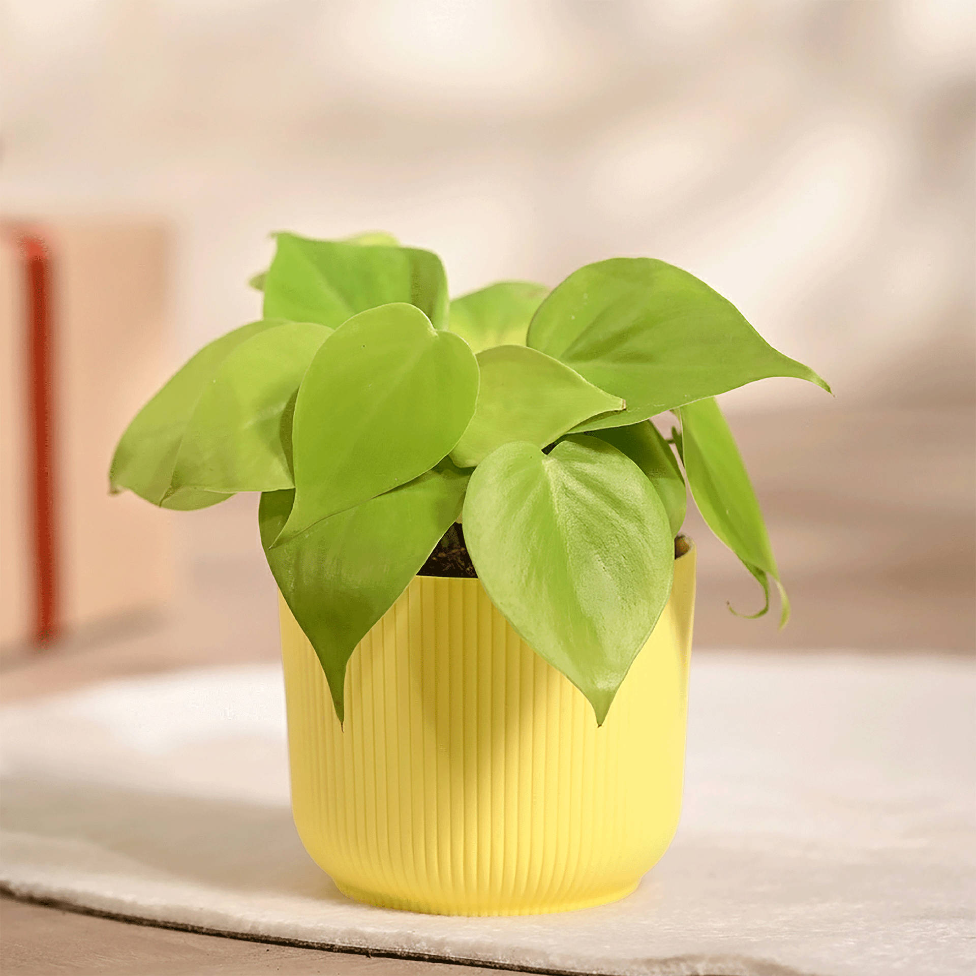 H&O.cp Plants pot TYPE-001：L（口径φ17cm）サメ Hachiman